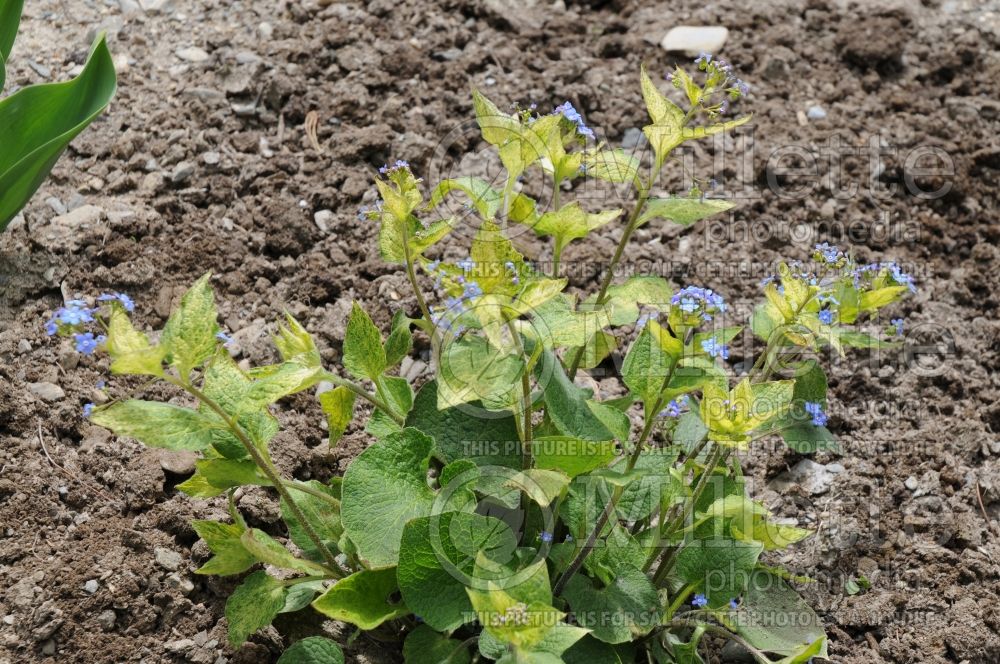 Brunnera Spring Yellow (Siberian bugloss) 1 