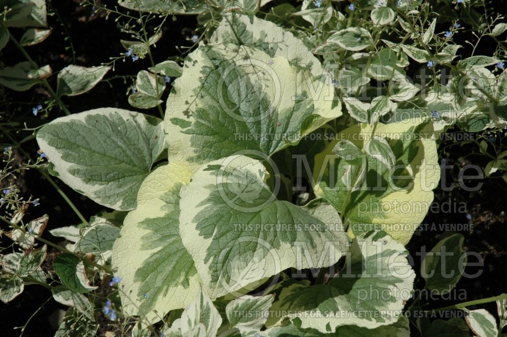 Brunnera Variegata (Siberian bugloss) 2 