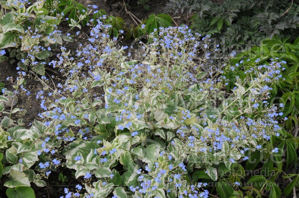 Brunnera Variegata (Siberian bugloss) 1 