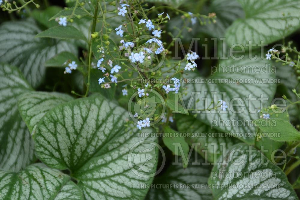 Brunnera Silver Charm (Siberian bugloss) 1 