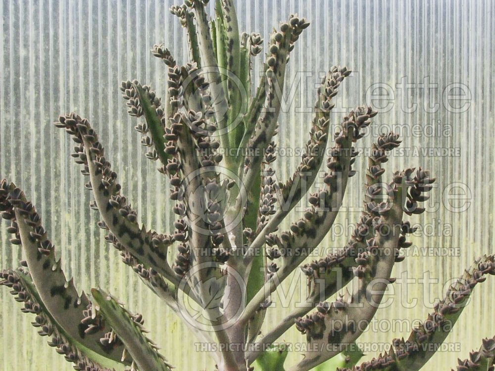 Bryophyllum daigremontiana (Mother Of Thousands) 1