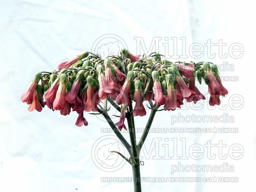 Bryophyllum daigremontiana (Mother Of Thousands) 2