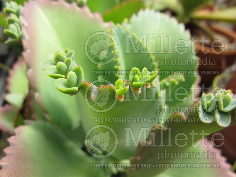 Bryophyllum daigremontiana (Mother Of Thousands) 3