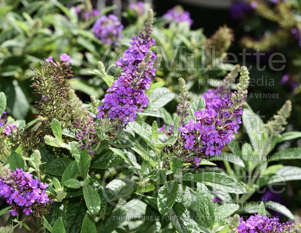 Buddleia aka Buddleja Dapper Lavender (Butterfly Bush) 1