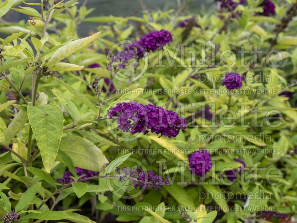 Buddleia aka Buddleja Little Nugget aka Humdinger (Butterfly Bush) 2