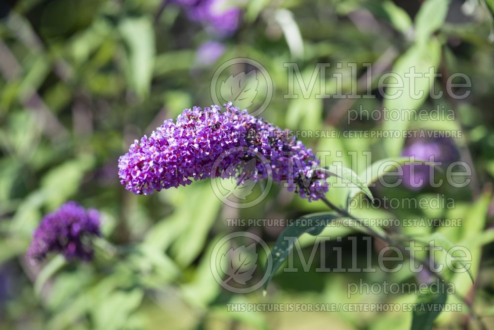 Buddleia Border Beauty (Butterfly Bush) 1 