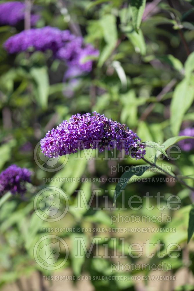 Buddleia Border Beauty (Butterfly Bush) 2 
