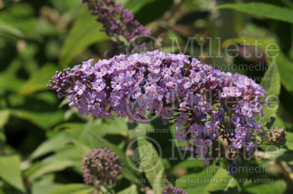 Buddleia Butterfly Heaven (Butterfly Bush) 1 