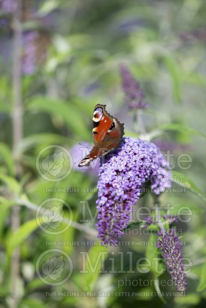 Buddleia Ile De France (Butterfly Bush) 3 