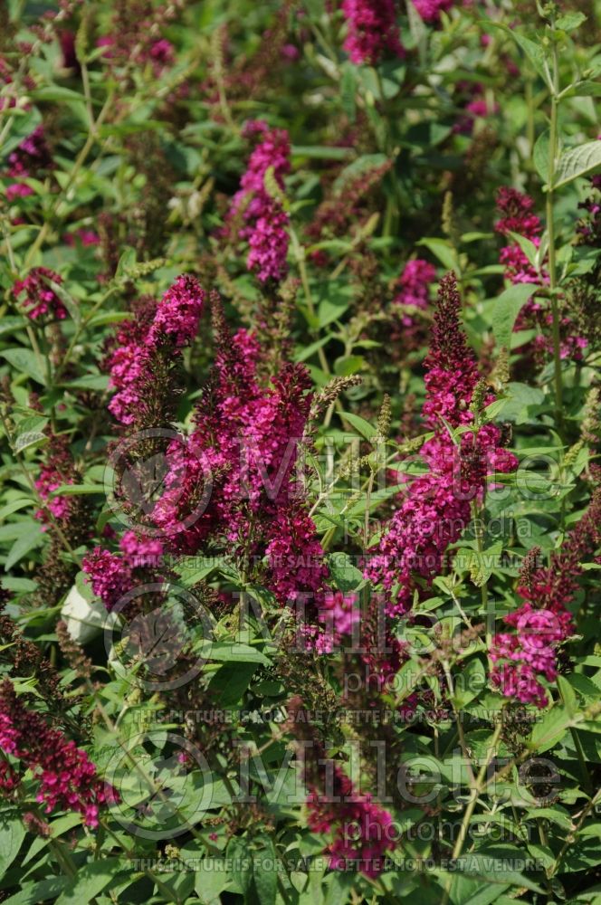 Buddleia aka Buddleja Miss Molly (Butterfly Bush) 1