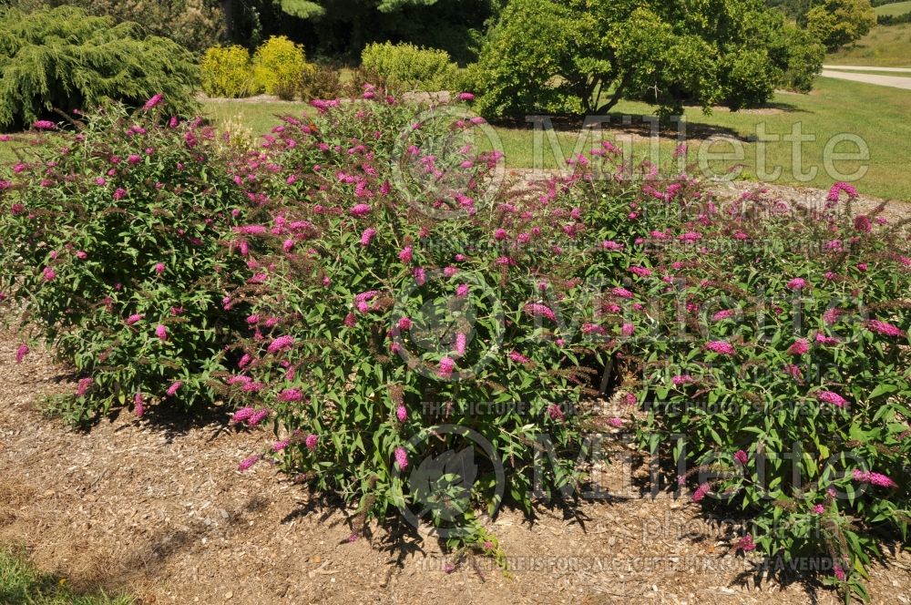 Buddleia aka Buddleja Miss Ruby (Butterfly Bush) 1 