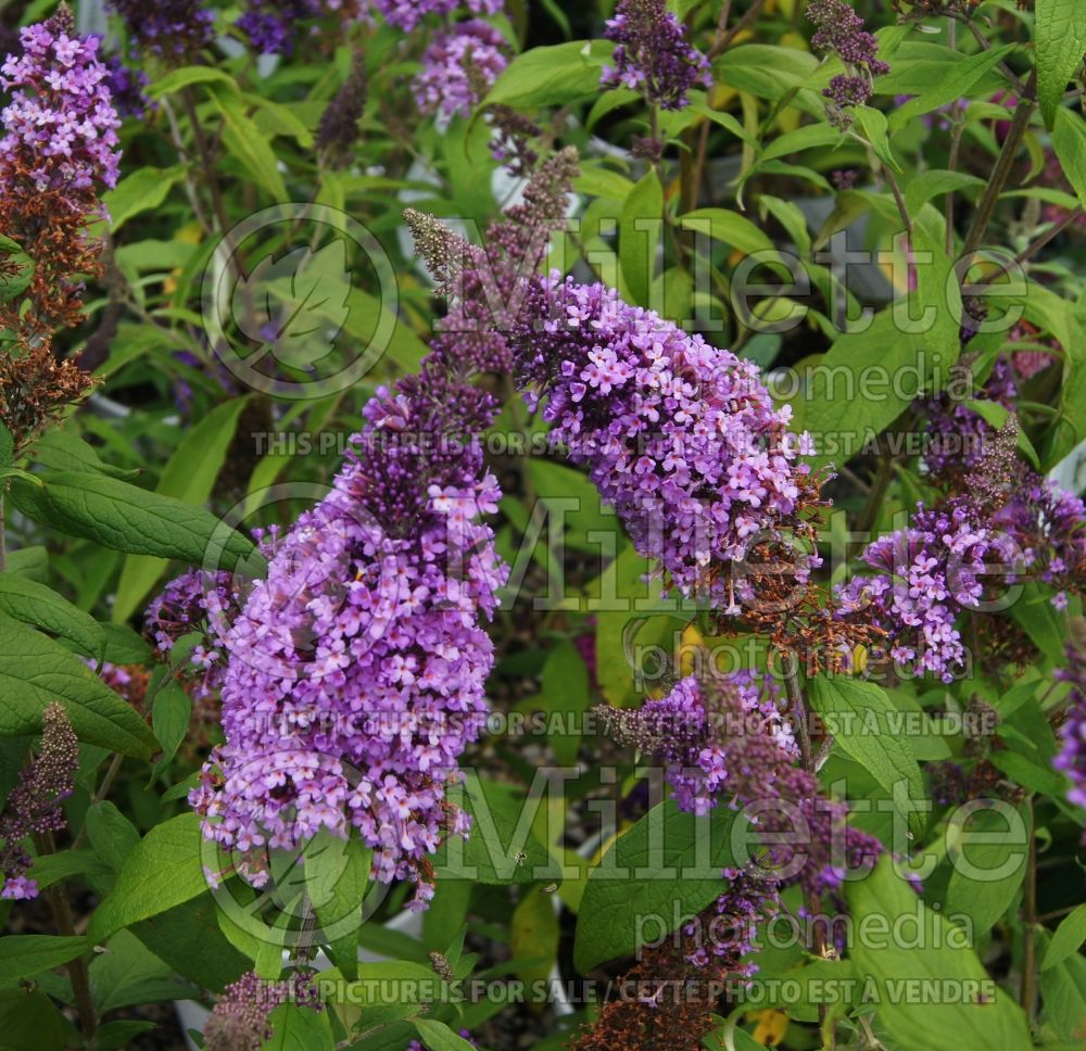 Buddleia aka Buddleja Peacock (Butterfly Bush) 1 