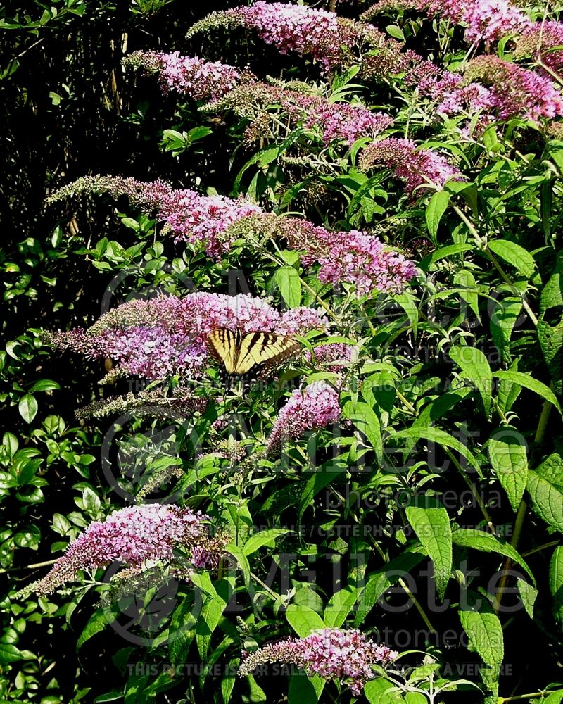 Buddleia Pink Delight (Butterfly Bush) 1 