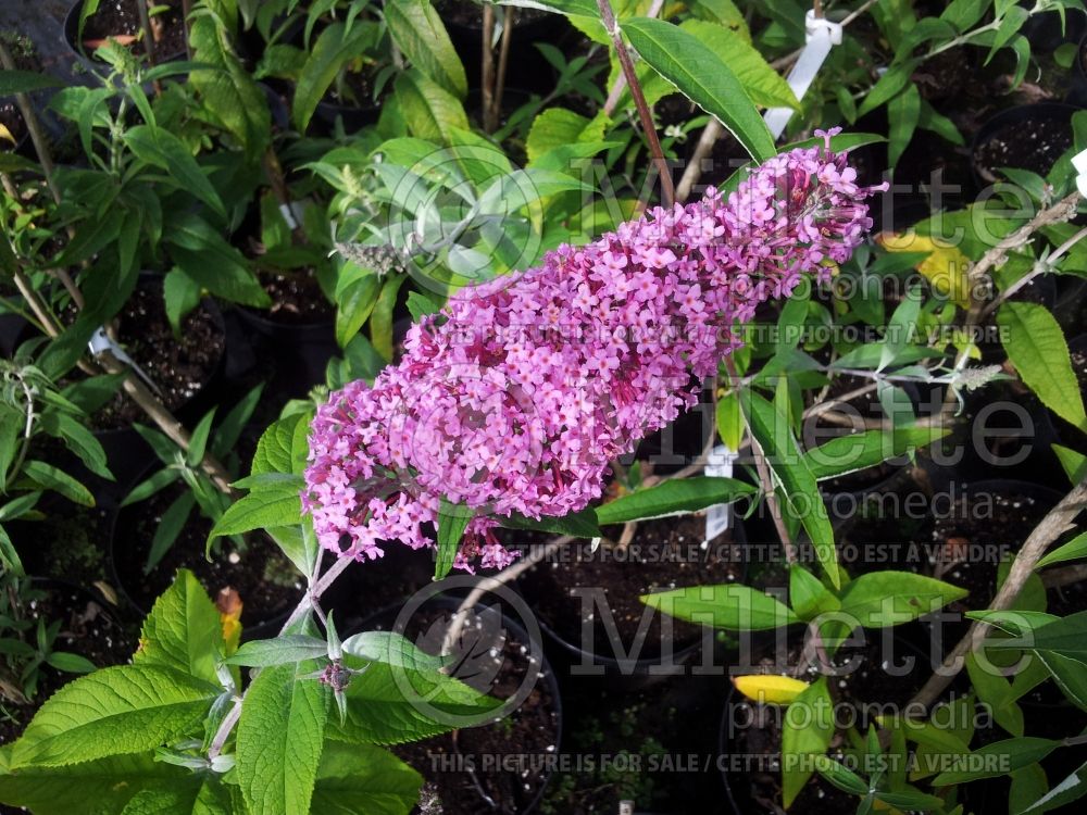 Buddleia Pink Delight (Butterfly Bush) 4 