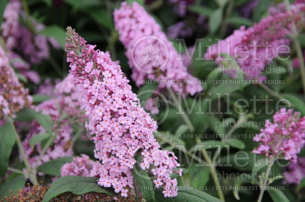 Buddleia Pink Delight (Butterfly Bush) 2 