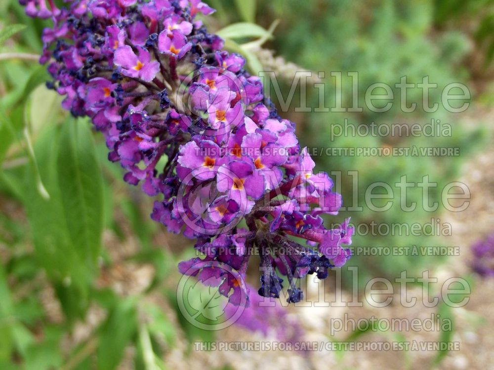 Buddleia aka Buddleja Red Plume (Butterfly Bush) 1 