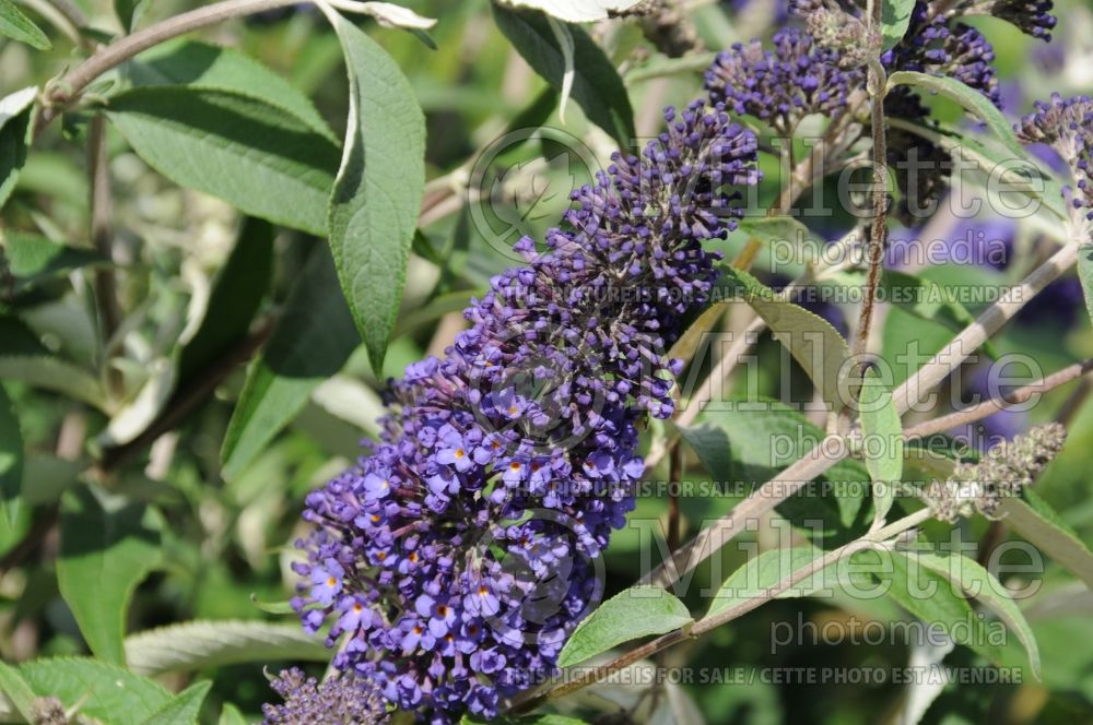 Buddleia aka Buddleja Ellen's Blue (Butterfly Bush) 1 