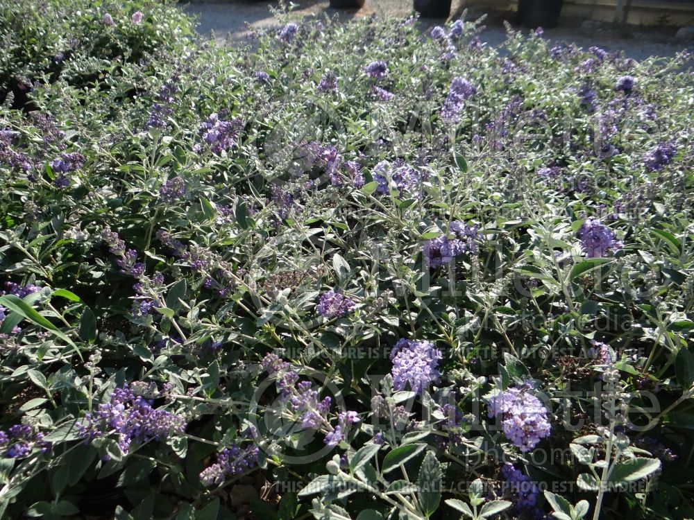 Buddleia aka Buddleja Flutterby Petite Blue Heaven (Butterfly Bush) 1 