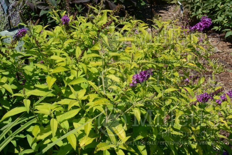 Buddleia or Buddleja Crown Jewels (Butterfly Bush) 1