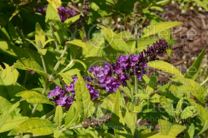 Buddleia or Buddleja Crown Jewels (Butterfly Bush) 2