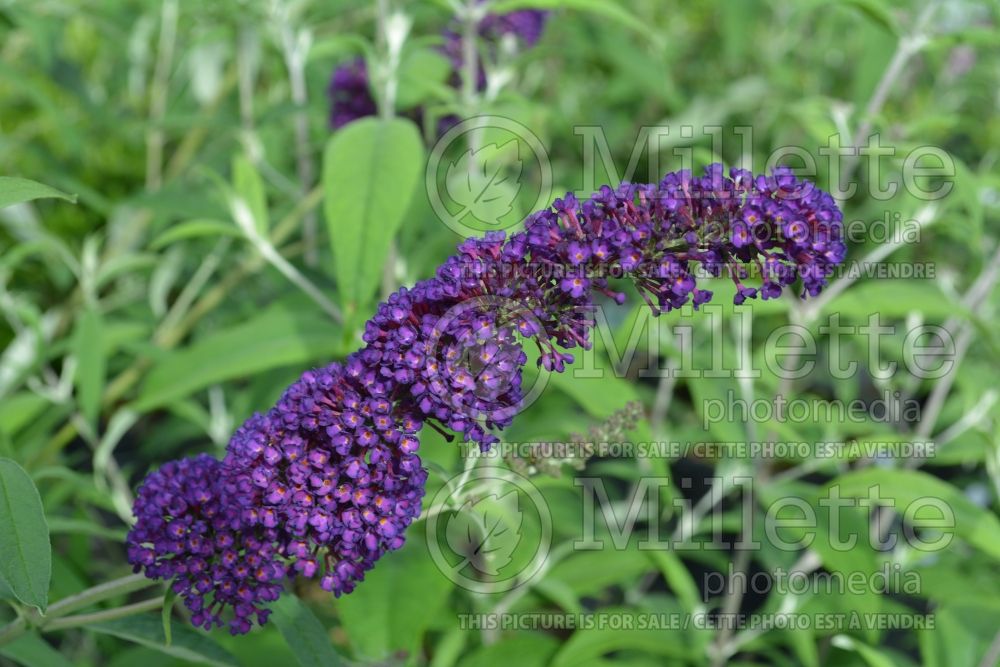 Buddleja Black Knight (Butterfly Bush) 2