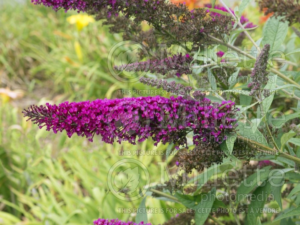 Buddleja Buzz Velvet (Butterfly Bush) 3