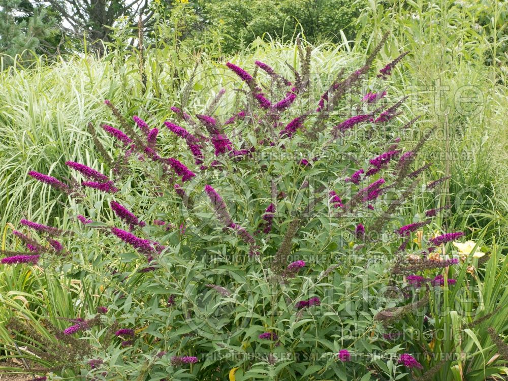 Buddleja Buzz Velvet (Butterfly Bush) 2