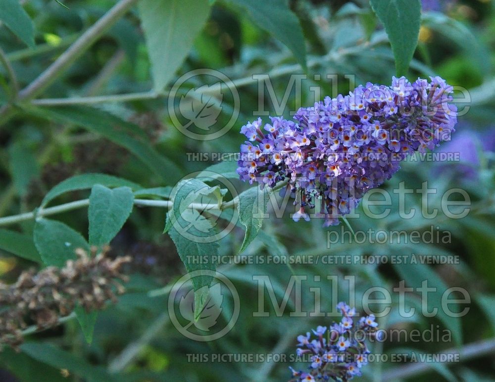 Buddleia Lochinch (Butterfly Bush) 4