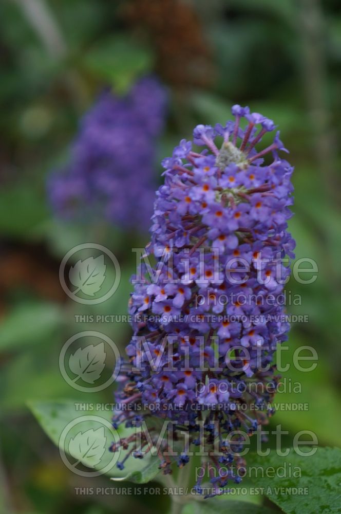 Buddleia Lochinch (Butterfly Bush) 2