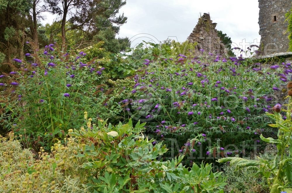 Buddleia Lochinch (Butterfly Bush) 1