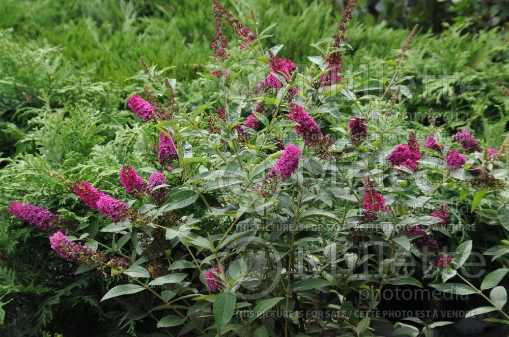 Buddleia aka Buddleja Miss Molly (Butterfly Bush) 3