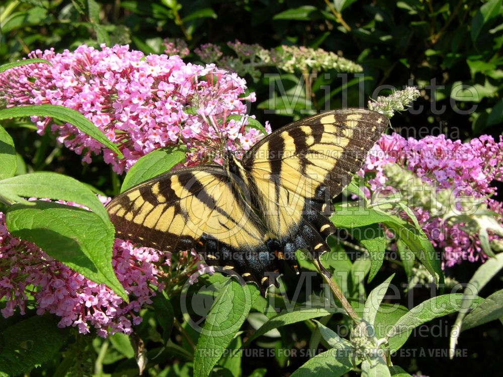 Buddleia Pink Delight (Butterfly Bush) 7 