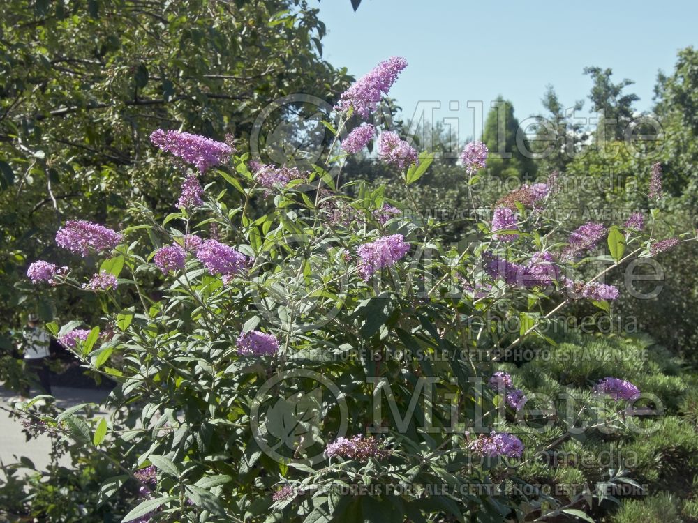 Buddleia Pink Delight (Butterfly Bush) 5 