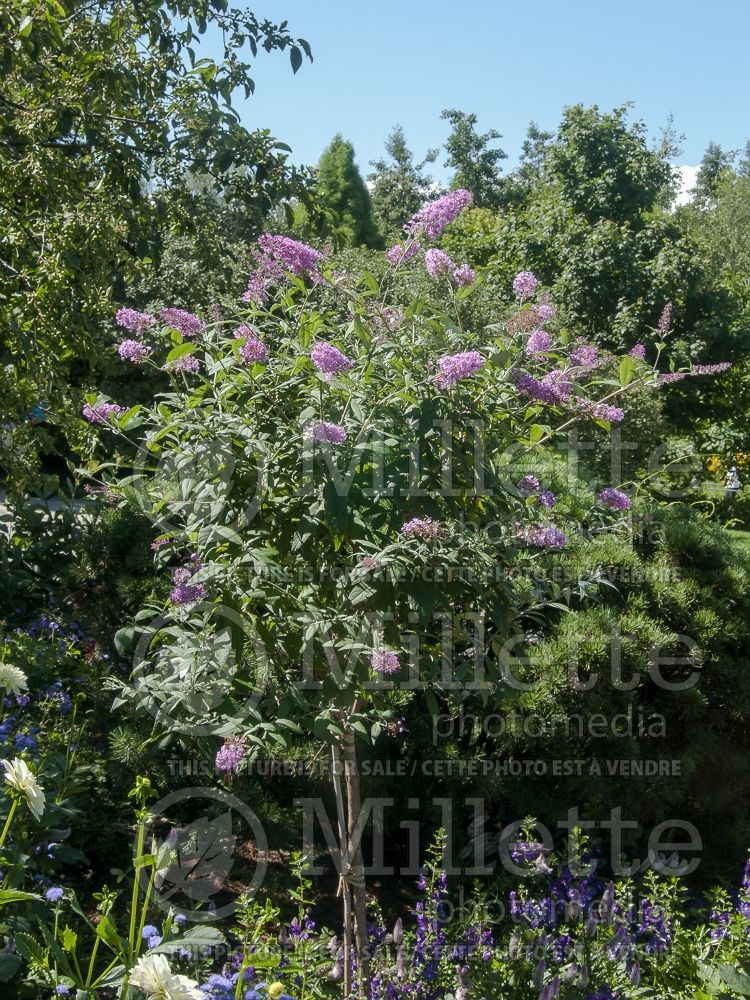 Buddleia Pink Delight (Butterfly Bush) 6 