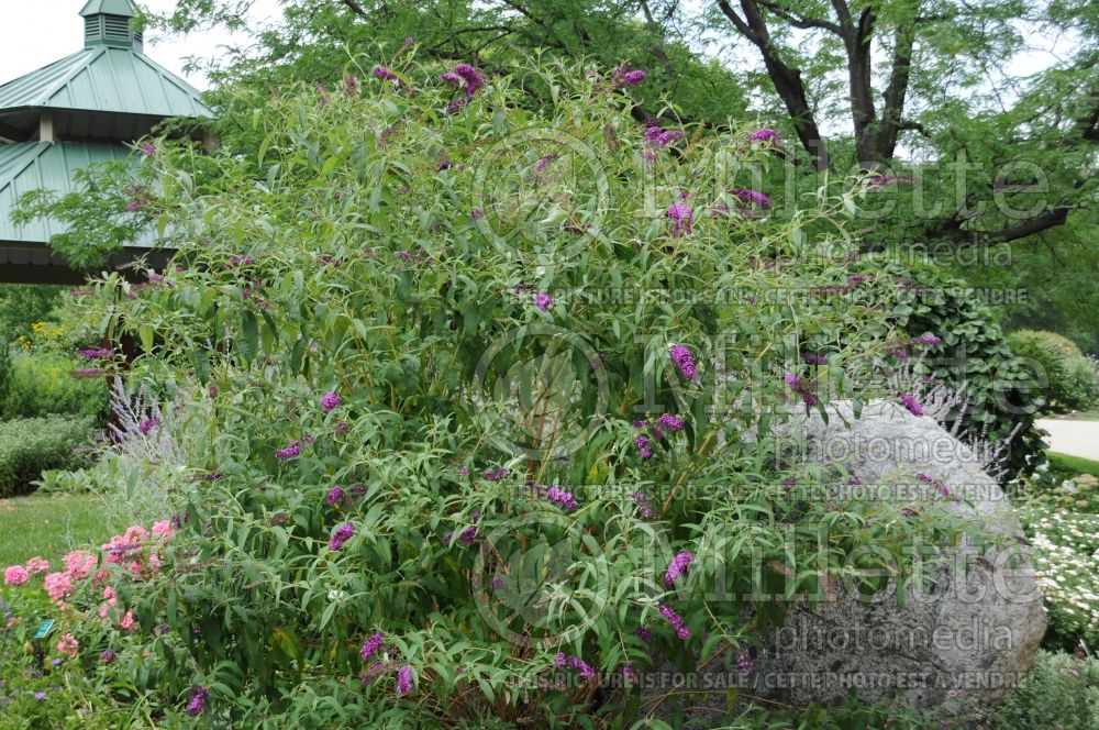 Buddleja Royal Red (Butterfly Bush) 2 