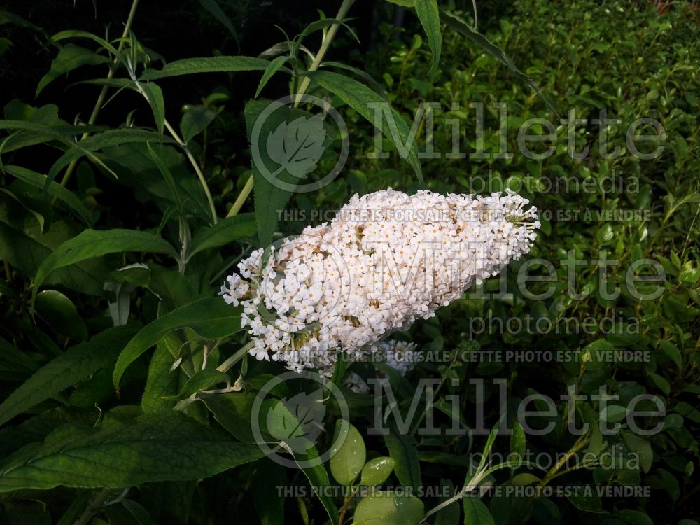 Buddleia or Buddleja White Bouquet (Butterfly Bush) 1 