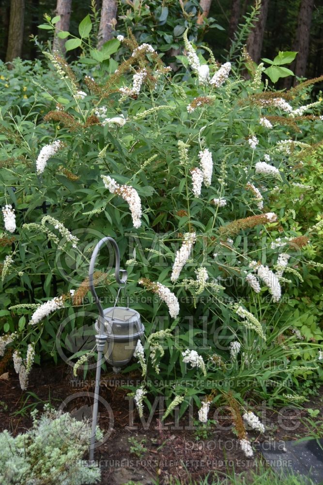 Buddleia White Profusion (Butterfly Bush) 7 