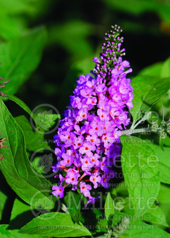 Buddleia aka Buddleja Flutterby Tutti Fruiti Pink (Butterfly Bush) 1 