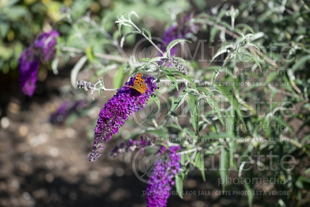 Buddleia aka Buddleja Nanho Purple (Butterfly Bush) 1