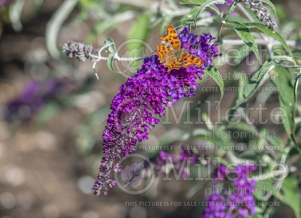Buddleia aka Buddleja Nanho Purple (Butterfly Bush) 2