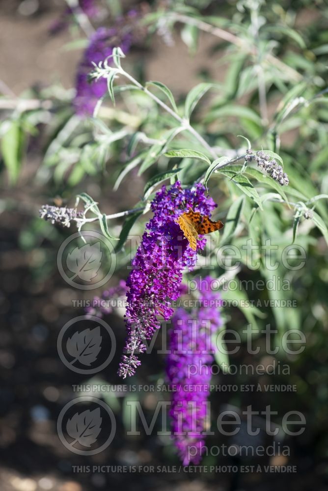 Buddleia aka Buddleja Nanho Purple (Butterfly Bush) 3