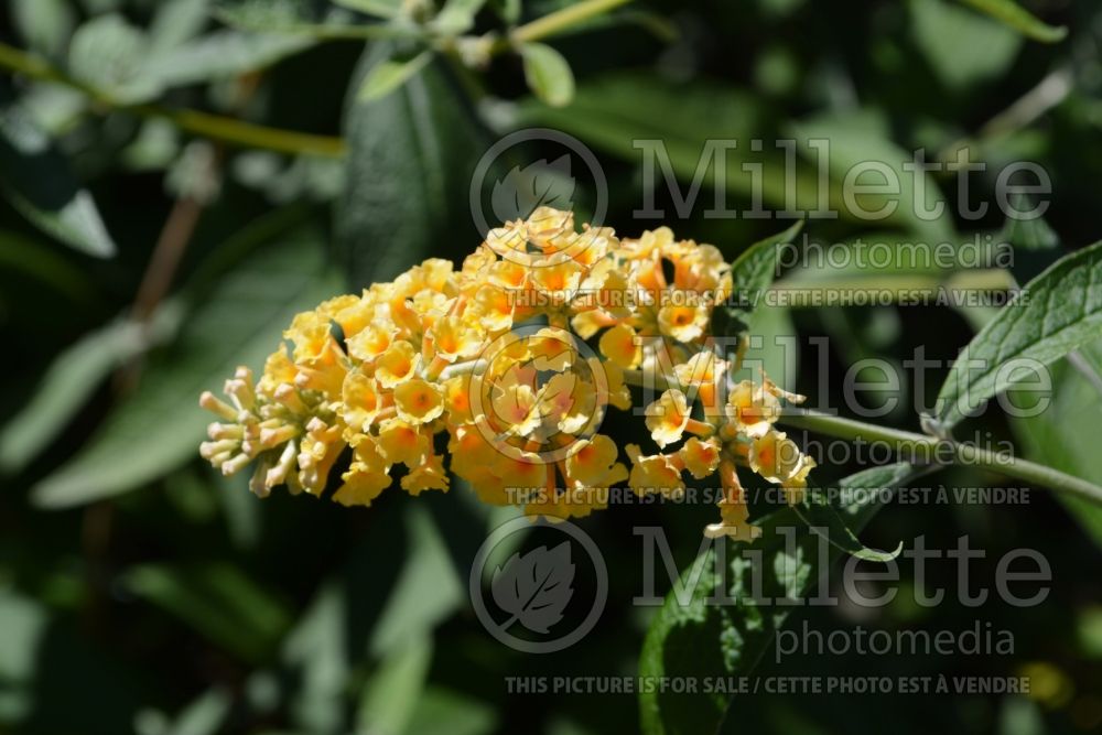 Buddleja Honeycomb (Buddleia Butterfly Bush) 3 