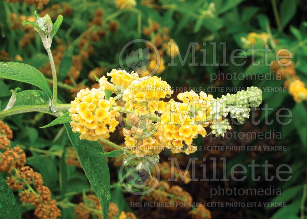 Buddleja Honeycomb (Buddleia Butterfly Bush) 7 