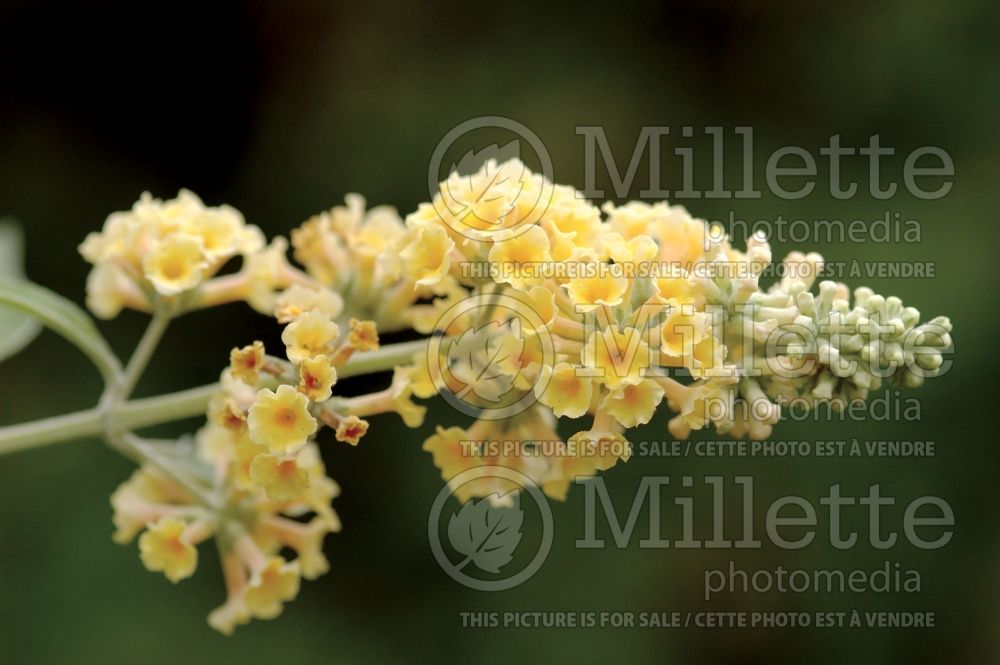 Buddleja Honeycomb (Buddleia Butterfly Bush) 5 