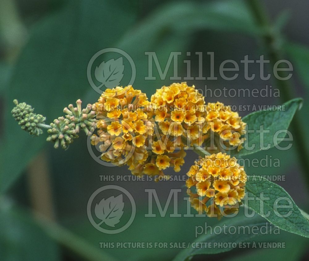 Buddleja Honeycomb (Buddleia Butterfly Bush) 4 