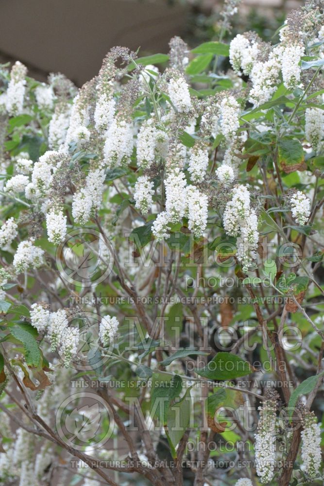 Buddleia or Buddleja Winter Waterfall (Butterfly Bush) 1