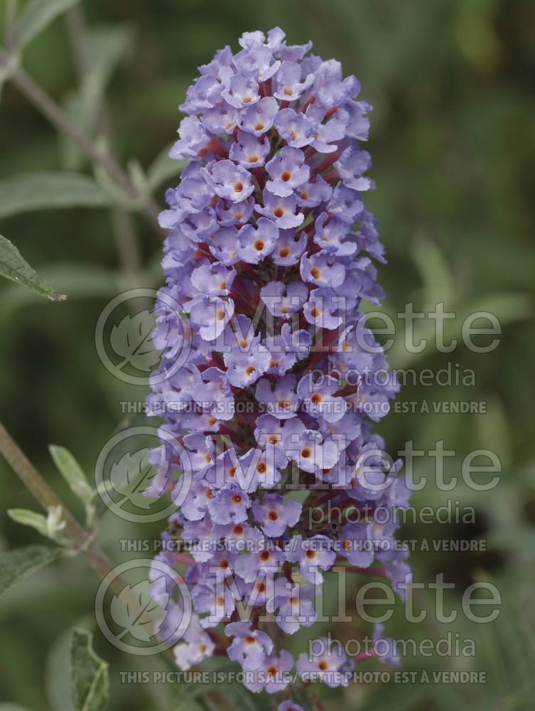 Buddleia aka Buddleja Petite Indigo (Butterfly Bush) 1 