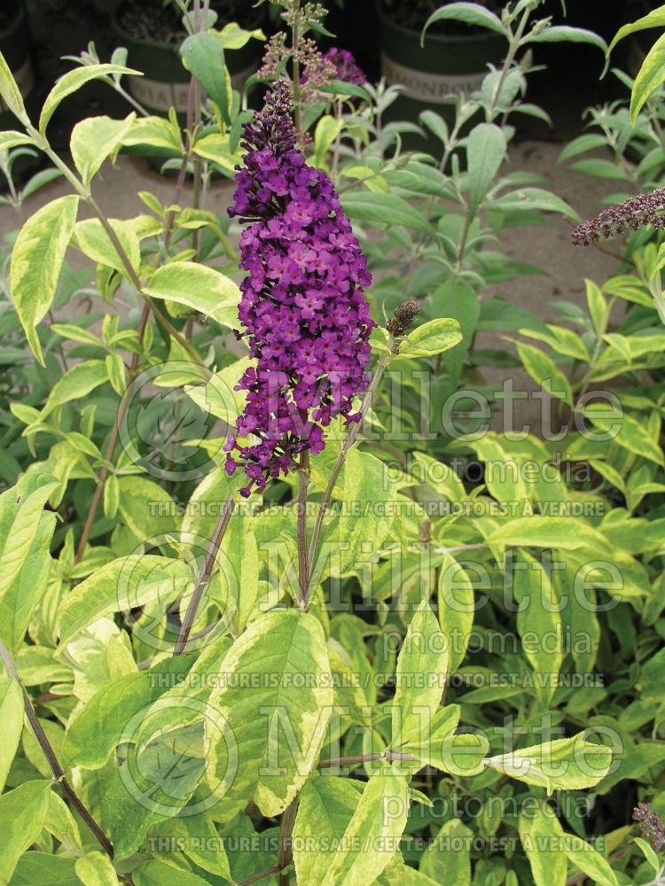 Buddleia aka Buddleja Santana (Butterfly Bush)  1