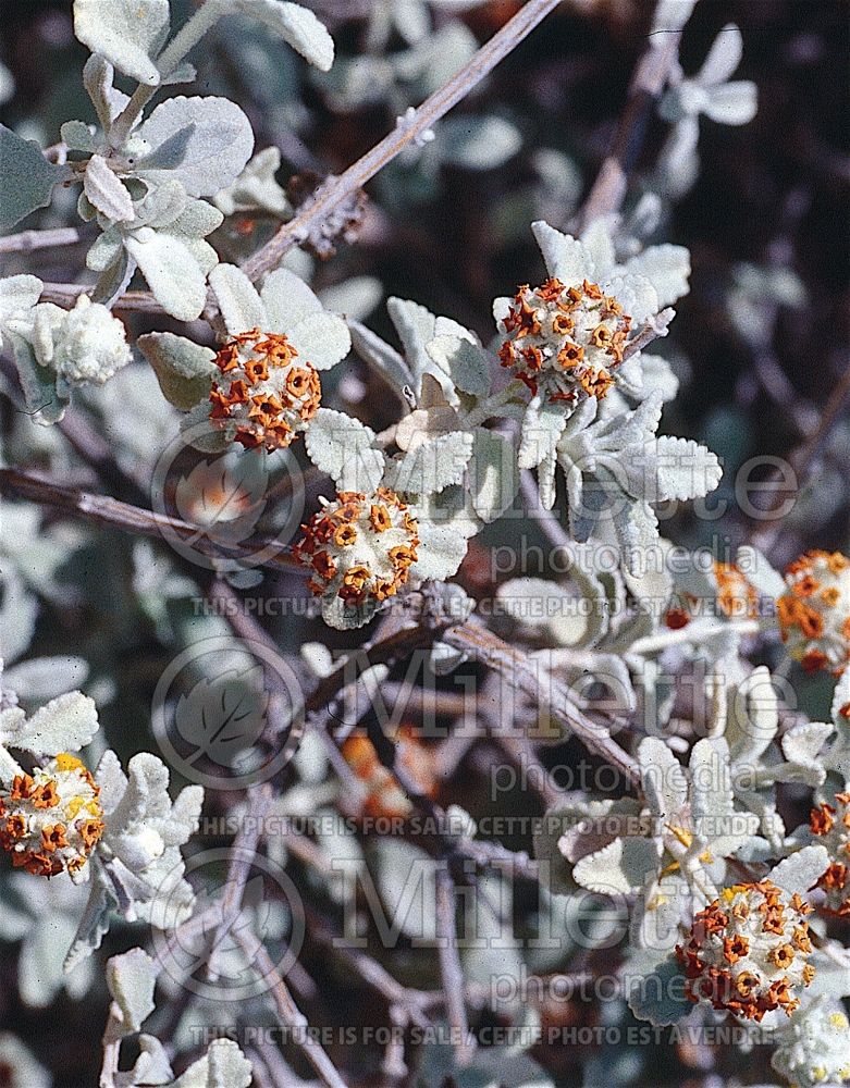 Buddleja marrubiifolia (Woolly butterfly bush) 1