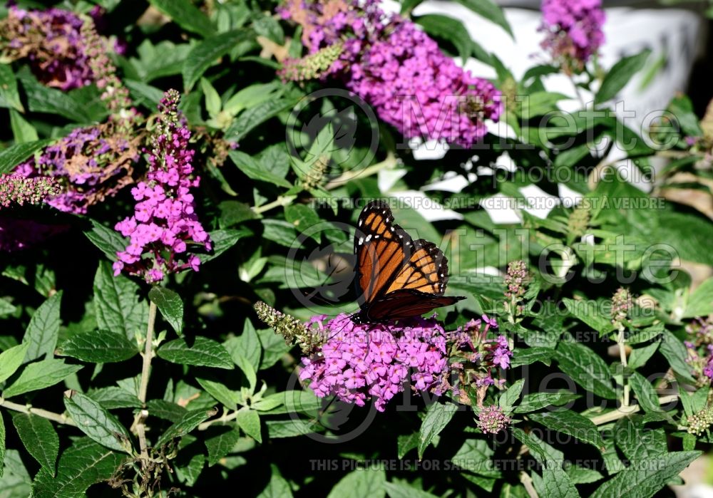 Buddleja Pugster Pinker (butterfly bush) 1